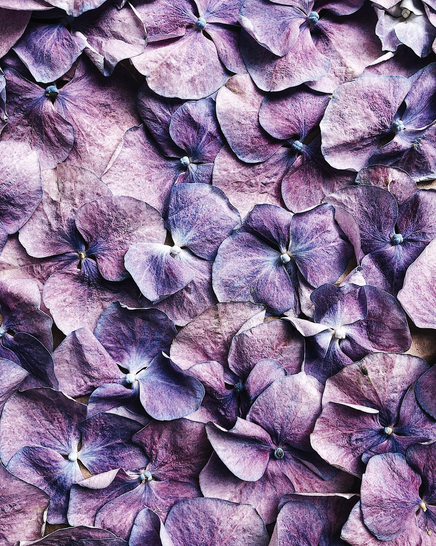 Літо це гортензія   #гортензія #квіти #gidrangea #flowers #flowerstagram #florist #гортензия #inspiration — авторський виріб ручної роботи з гутного скла / порцеляни, майстерня Jane and Mery
