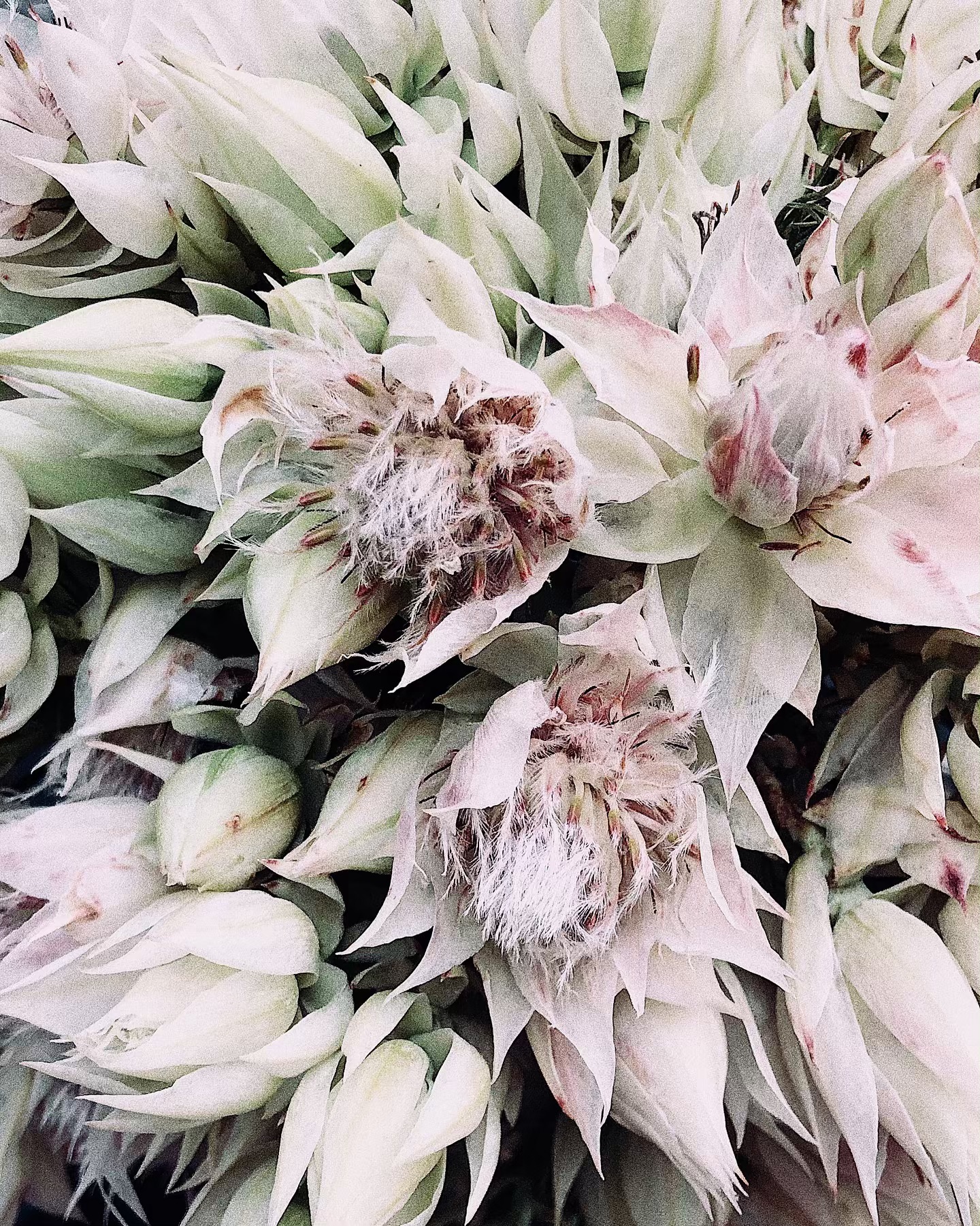 Серурія   #серурия #серурія #квіти #натхнення #inspiration #flowerstagram #flowers #flowers_super_pics — авторський виріб ручної роботи з гутного скла / порцеляни, майстерня Jane and Mery