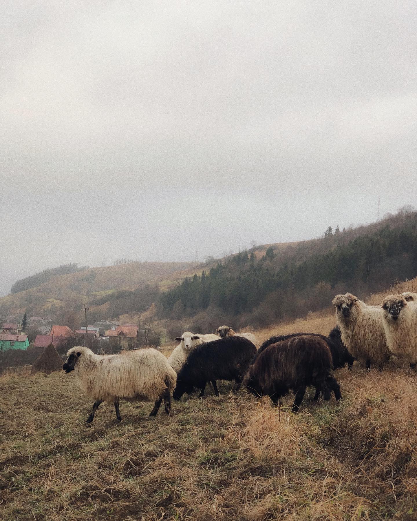 Вперше побачити перший сніг в Карпатах Це було магічно, і запам‘ятається на все життя — додатковий ракурс 6, ручна робота майстерні Jane and Mery